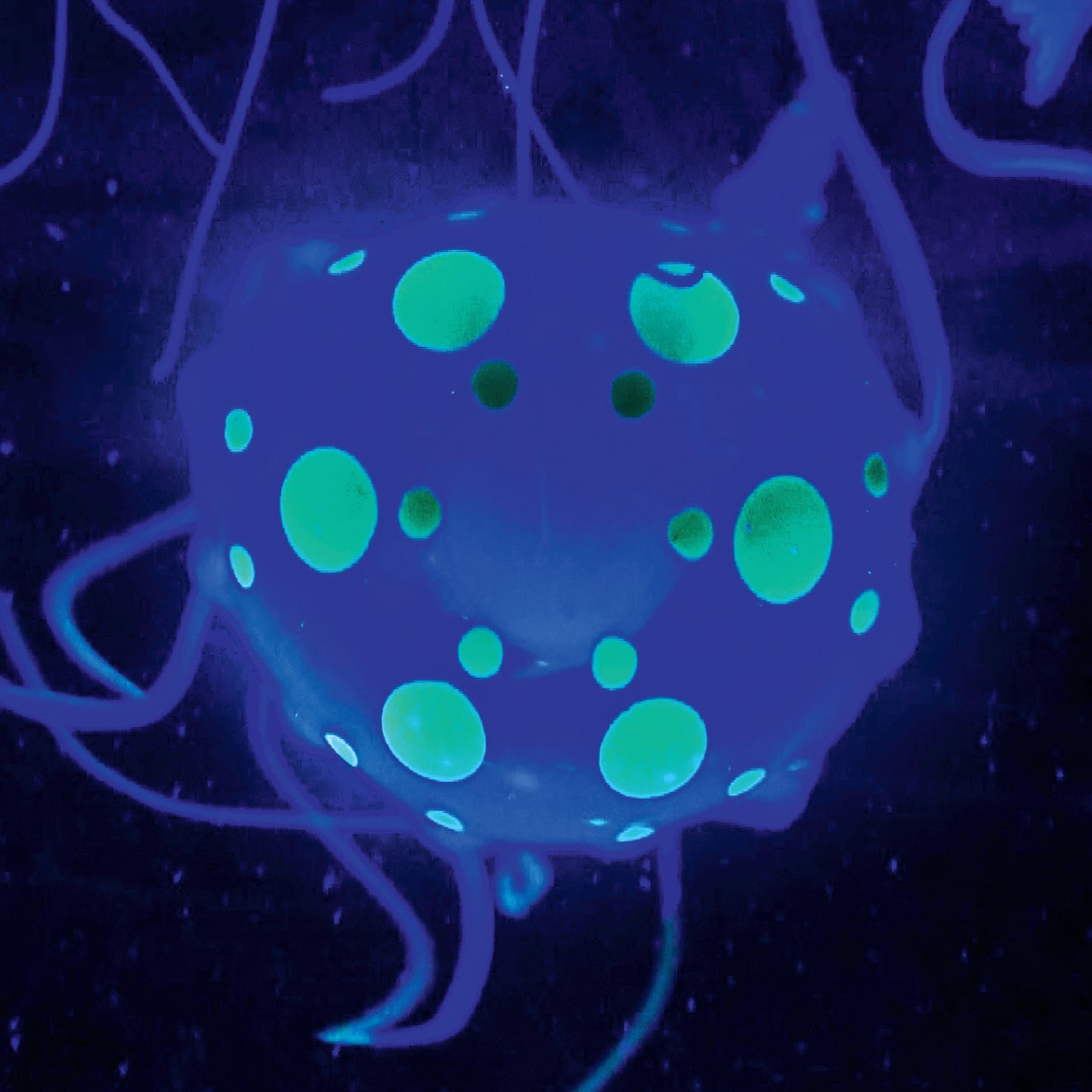 Discovery Mindblown Jellyfish Aquarium