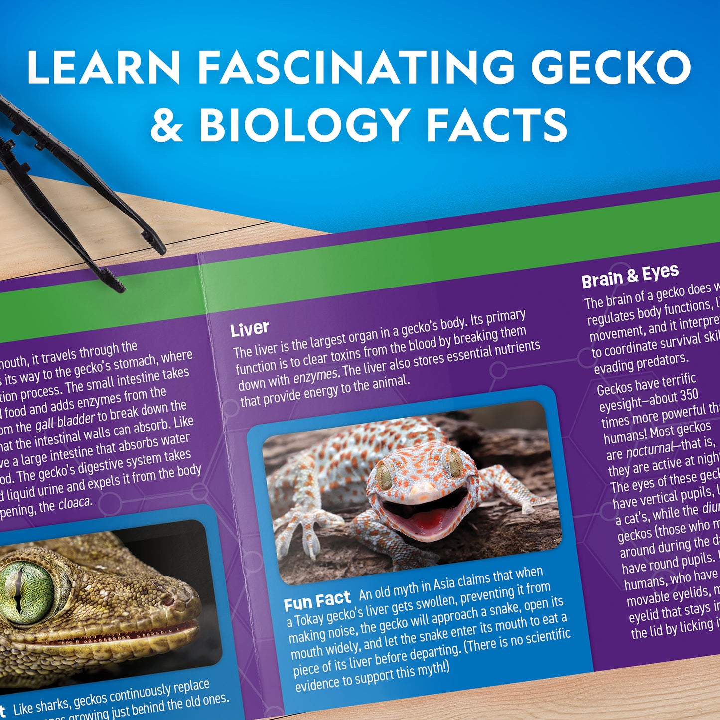 National Geographic Glow-in-the-Dark Gecko Dissection Lab